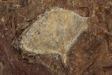 Seven Fossil Ginkgo Leaves From North Dakota - Paleocene #188695-4